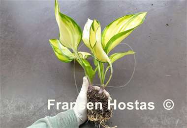 Hosta Cream Cake