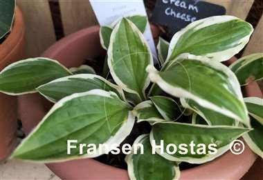 Hosta Cream Cheese