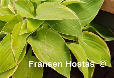 Hosta Cream Edger