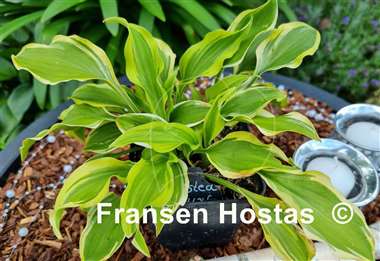 Hosta Crested Surf