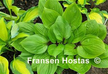 Hosta Crimson Desire