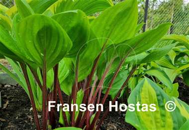 Hosta Crimson Desire