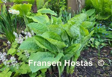 Hosta Crinkled Leather 