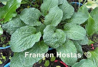 Hosta Crinkled Leather