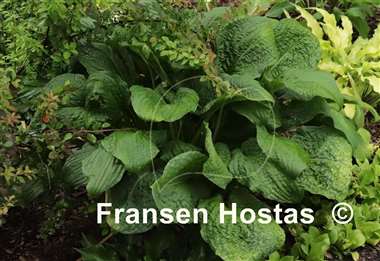 Hosta Crinkled Leather