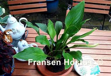 Hosta Crocodile Rock