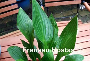Hosta Crocodile Rock
