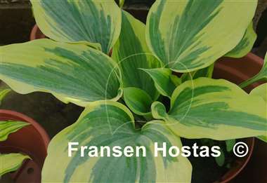Hosta Crocodile Socks