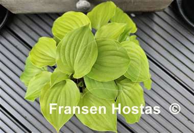 Hosta Crumb Cake