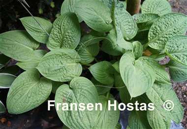Hosta Crumples