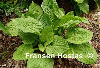 Hosta Crumples