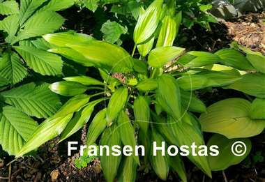 Hosta Cry Baby