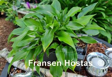 Hosta Crystal Dixie