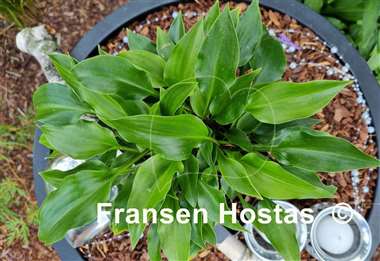 Hosta Crystal Dixie