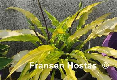Hosta Curly Fries