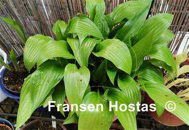 Hosta clausa