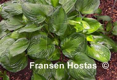 Hosta Color Revolt