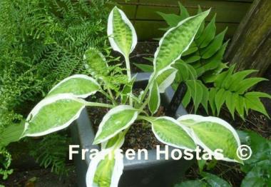 Hosta Cabaret