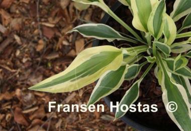 Hosta Cabaret