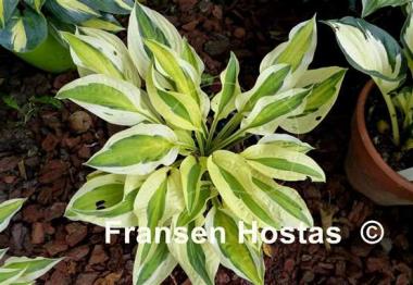 Hosta Cabaret