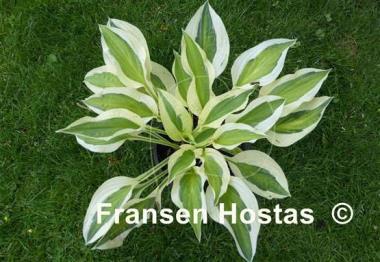 Hosta Cabaret