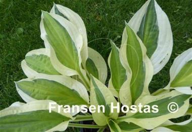Hosta Cabaret