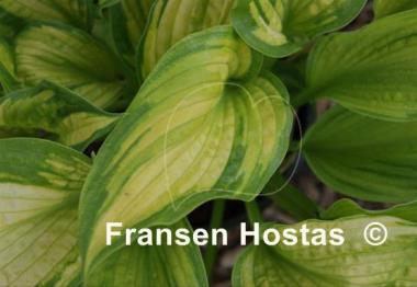 Hosta Cadillac