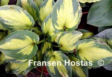 Hosta Cadillac