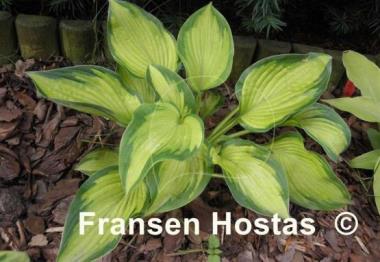 Hosta Cadillac