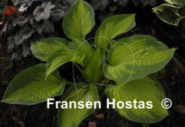 Hosta Cadillac