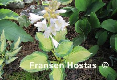 Hosta Cadillac