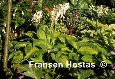 Hosta Cadillac