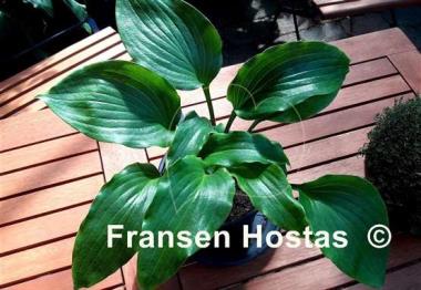 Hosta Cadiz Springs