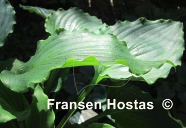 Hosta Cadiz Springs