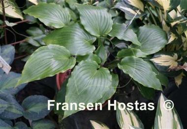 Hosta Cadiz Springs