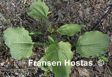Hosta Caid Man