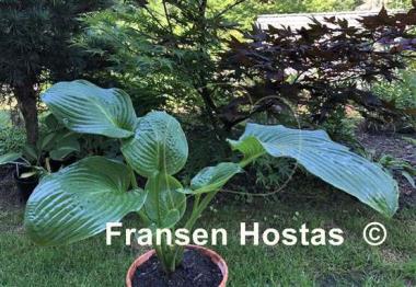 Hosta Caid Man