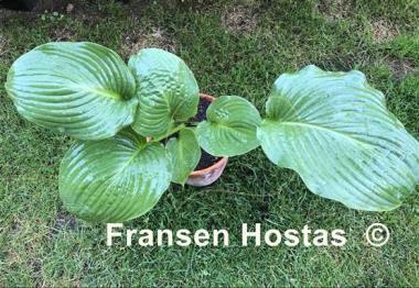 Hosta Caid Man