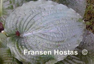 Hosta Caid Man