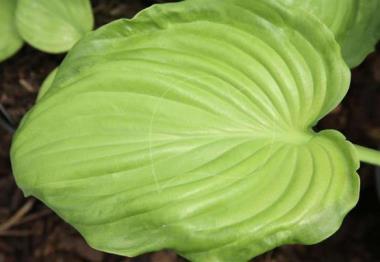 Hosta Caliban