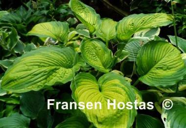 Hosta California Gold Rush