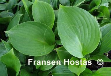 Hosta California Silver Rush