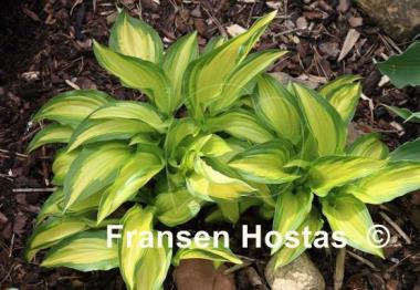 Hosta Calypso