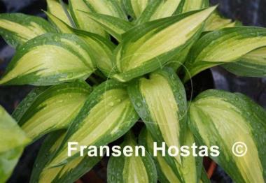 Hosta Calypso