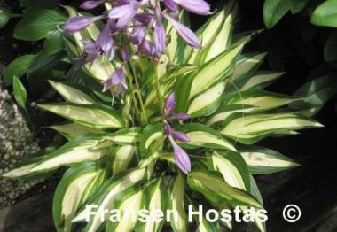 Hosta Calypso