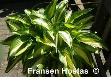 Hosta Calypso