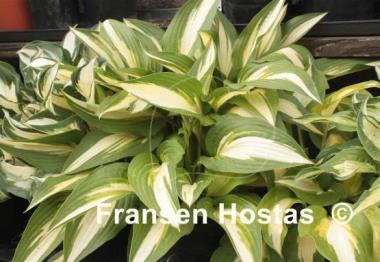 Hosta Calypso