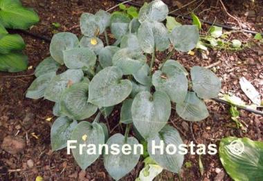 Hosta Camelot