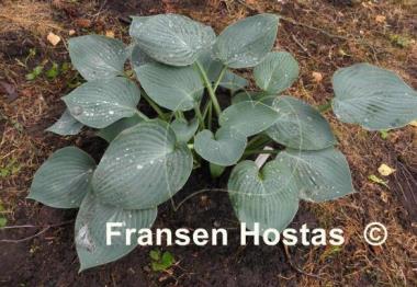Hosta Camelot