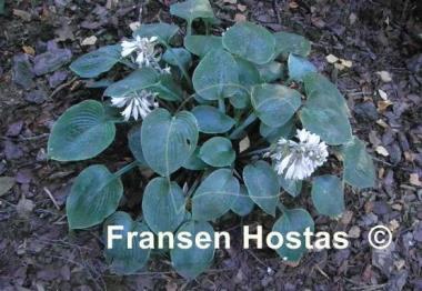 Hosta Camelot